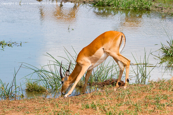 Young Impala bull drinking at a waterhole Picture Board by Howard Kennedy