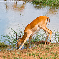 Buy canvas prints of Young Impala bull drinking at a waterhole by Howard Kennedy
