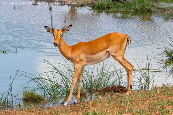 Adolescent Impala Ram Picture Board by Howard Kennedy
