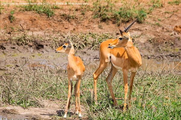 Adolescent Impala ram with a younger herd mate Picture Board by Howard Kennedy