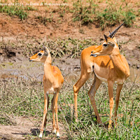 Buy canvas prints of Adolescent Impala ram with a younger herd mate by Howard Kennedy