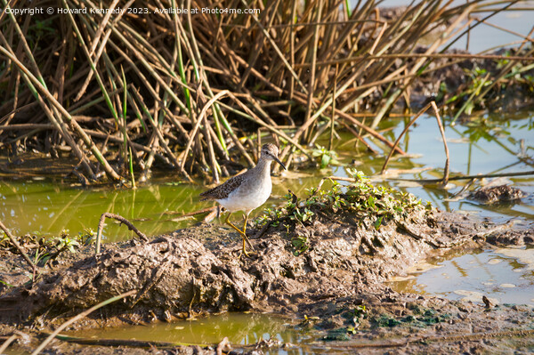 Wood Sandpiper Picture Board by Howard Kennedy