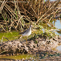 Buy canvas prints of Wood Sandpiper by Howard Kennedy