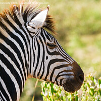 Buy canvas prints of Zebra head close-up by Howard Kennedy