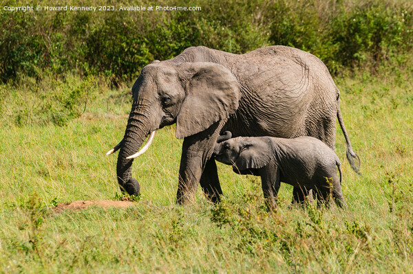 Elephant mother nursing her suckling infant Picture Board by Howard Kennedy