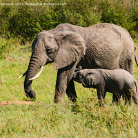 Buy canvas prints of Elephant mother nursing her suckling infant by Howard Kennedy