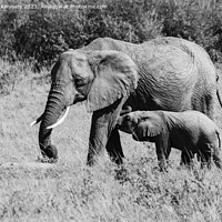 Buy canvas prints of Elephant mother nursing her suckling infant in black and white by Howard Kennedy