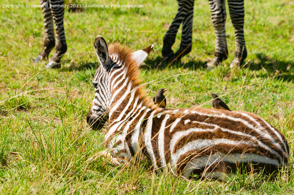 Burchell's Zebra foal with Yellow-Billed Oxpeckers Picture Board by Howard Kennedy