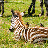 Buy canvas prints of Burchell's Zebra foal with Yellow-Billed Oxpeckers by Howard Kennedy