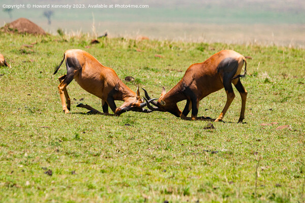 Topi Bulls fighting in the Masai Mara Picture Board by Howard Kennedy