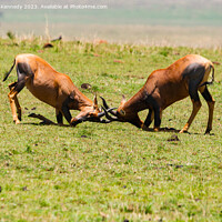 Buy canvas prints of Topi Bulls fighting in the Masai Mara by Howard Kennedy