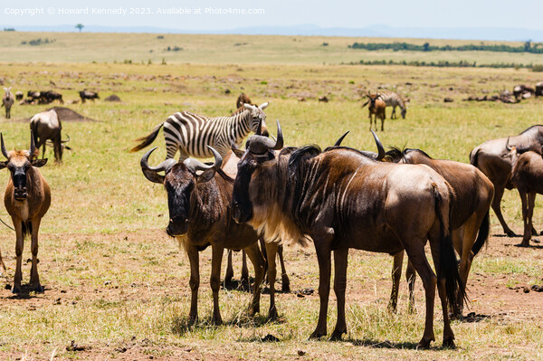 Wildebeest and Zebra on the Great Migration Picture Board by Howard Kennedy