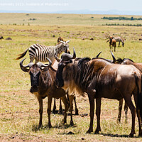 Buy canvas prints of Wildebeest and Zebra on the Great Migration by Howard Kennedy