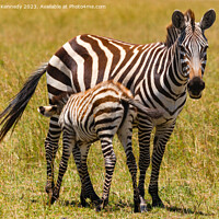 Buy canvas prints of Zebra foal suckling by Howard Kennedy