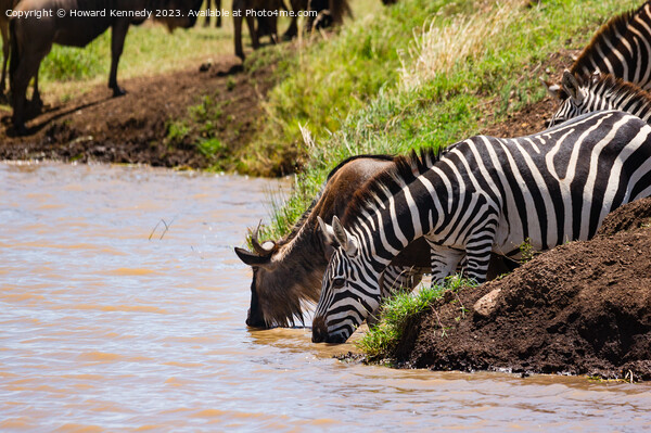 Wildebeest and Zebra at waterhole Picture Board by Howard Kennedy