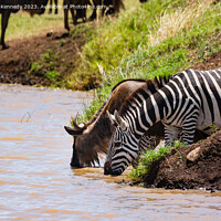 Buy canvas prints of Wildebeest and Zebra at waterhole by Howard Kennedy