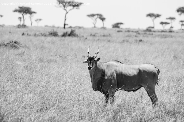 Eland in the Masai Mara in black and white Picture Board by Howard Kennedy