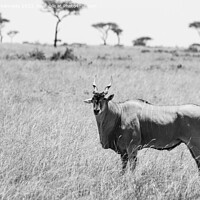 Buy canvas prints of Eland in the Masai Mara in black and white by Howard Kennedy