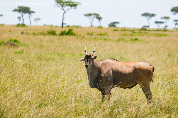 Eland in the Masai Mara Picture Board by Howard Kennedy