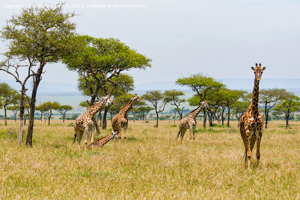 Tower of Giraffe in the Mara Triangle Picture Board by Howard Kennedy