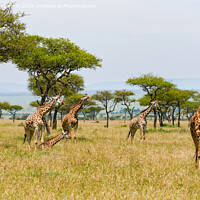 Buy canvas prints of Tower of Giraffe in the Mara Triangle by Howard Kennedy