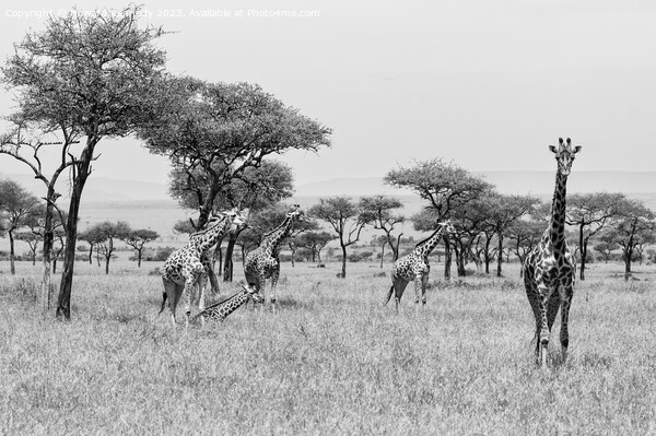Tower of Giraffe in the Mara Triangle in black and white Picture Board by Howard Kennedy