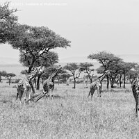 Buy canvas prints of Tower of Giraffe in the Mara Triangle in black and white by Howard Kennedy