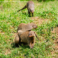 Buy canvas prints of Mating Banded Mongoose by Howard Kennedy