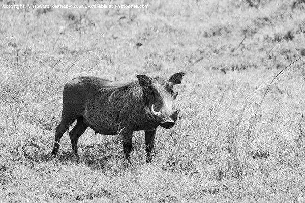 Warthog female in black and white Picture Board by Howard Kennedy