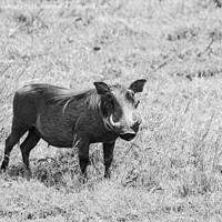 Buy canvas prints of Warthog female in black and white by Howard Kennedy