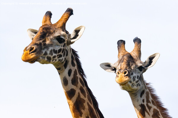 Close-up of Masai Giraffe pair Picture Board by Howard Kennedy