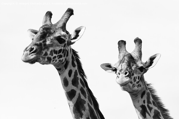 Close-up of Masai Giraffe pair in black and white Picture Board by Howard Kennedy