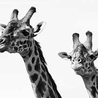 Buy canvas prints of Close-up of Masai Giraffe pair in black and white by Howard Kennedy
