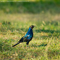 Buy canvas prints of Rüppell's Long-Tailed Starling by Howard Kennedy