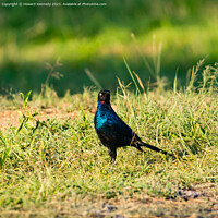 Buy canvas prints of Angry looking Rüppell's Long-Tailed Starling by Howard Kennedy