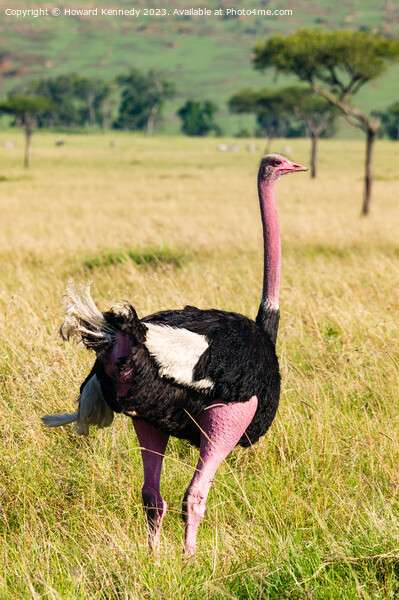 Male Masai Ostrich preparing for mating display Picture Board by Howard Kennedy