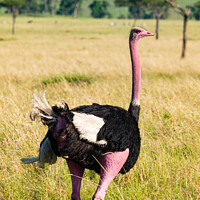 Buy canvas prints of Male Masai Ostrich preparing for mating display by Howard Kennedy