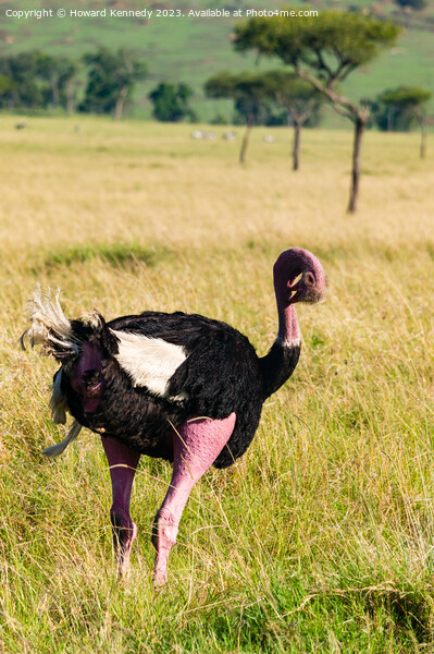 Mating behaviour of Masai Ostrich Picture Board by Howard Kennedy