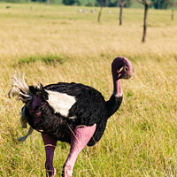 Buy canvas prints of Mating behaviour of Masai Ostrich by Howard Kennedy