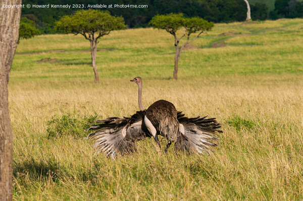 Mating behaviour of female Masai Ostrich Picture Board by Howard Kennedy
