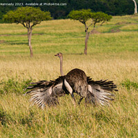 Buy canvas prints of Mating behaviour of female Masai Ostrich by Howard Kennedy
