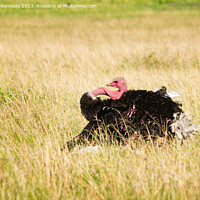 Buy canvas prints of Mating display of male Masai Ostrich by Howard Kennedy