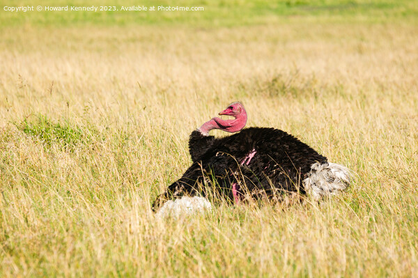 Mating display of male Masai Ostrich Picture Board by Howard Kennedy