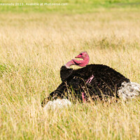 Buy canvas prints of Mating display of male Masai Ostrich by Howard Kennedy