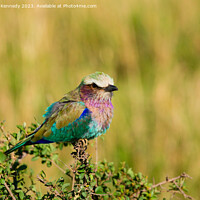 Buy canvas prints of Lilac-Breasted Roller by Howard Kennedy