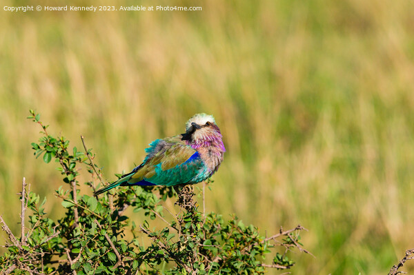 Lilac-Breasted Roller Picture Board by Howard Kennedy