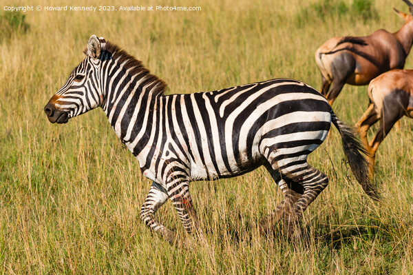 Injured Zebra stallion Picture Board by Howard Kennedy