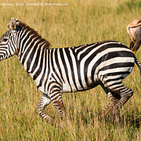 Buy canvas prints of Injured Zebra stallion by Howard Kennedy