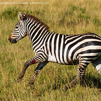 Buy canvas prints of Injured Burchell's Zebra by Howard Kennedy