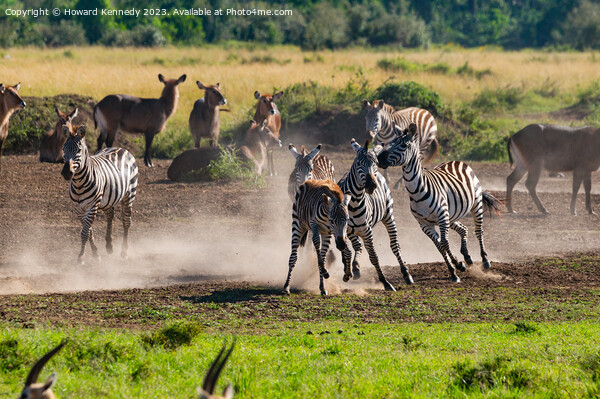 Zebra foal trying to escape being trampled by fighting stallions Picture Board by Howard Kennedy